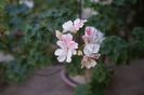 Pelargonium Unicorn Zonartic Spring