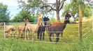 Alpaca 2