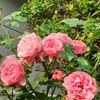 Pink Leonardo da Vinci