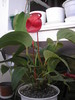 Anthurium scherzerianum