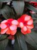 Impatiens