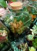 Img.2021.07.08- terrarium