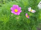 Cosmos
