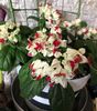 Clerodendron Thomsoniae