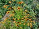 Coreopsis galben cu maro