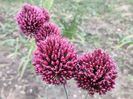 Allium Sphaerocephalon