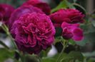 _DSC0005