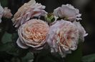 _DSC0015