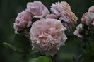 _DSC0023