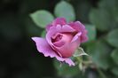 _DSC0024