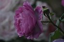 _DSC0025