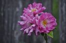 _DSC0034