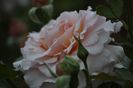 _DSC0039