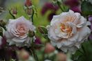 _DSC0041