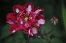 _DSC0054