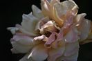 _DSC0090
