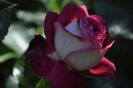 _DSC0092