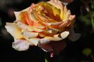 _DSC0110