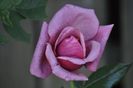_DSC0178