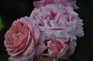 _DSC0191