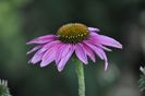 _DSC0174