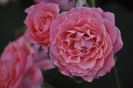 _DSC0193