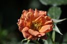 _DSC0358