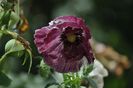 _DSC0395