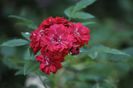 _DSC0436