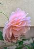 ABRAHAM DARBY