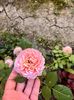 ABRAHAM DARBY