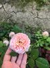 ABRAHAM DARBY