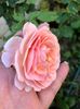 ABRAHAM DARBY