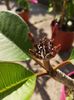 Elsie plumeria