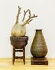 Pachypodium gracilius & vintage Onta Yaki vessel