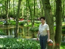 Camelia in amsterdam