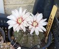 Gymnocalycium quehlianum