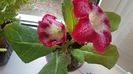 Gloxinia tigrina rosie