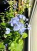 Plumbago