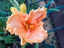 Orange cream