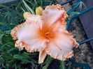 Orange cream