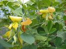 coronilla