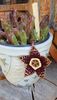 Stapelia variegata
