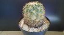 Coryphantha elephantidens ssp. sulcolanata