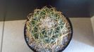 Coryphantha elephantidens ssp. sulcolanata