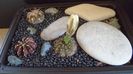 Grup de 3 Gymnocalycium