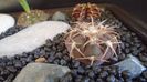Gymnocalycium spegazzinii