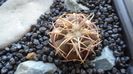 Gymnocalycium spegazzinii