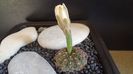 Gymnocalycium mesopotamicum