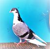 12475  mascul  2021_3